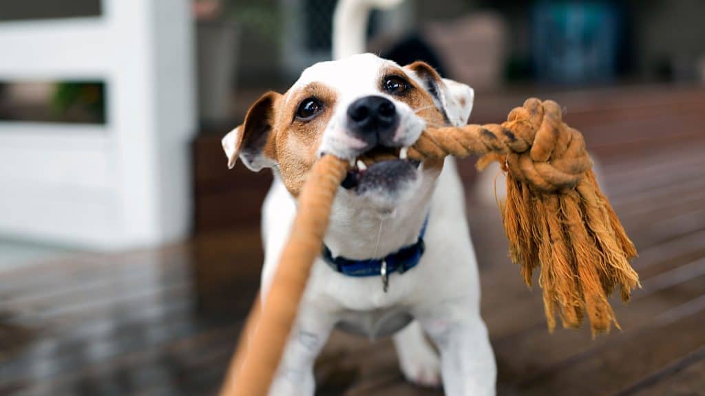 Fox Terrier zieht an einem Seil vor unscharfem Hintergrund